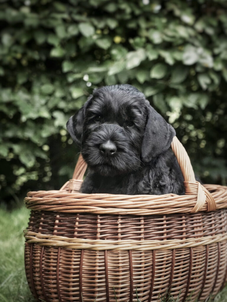 Gentilesco, Welpe, Riesenschnauzer