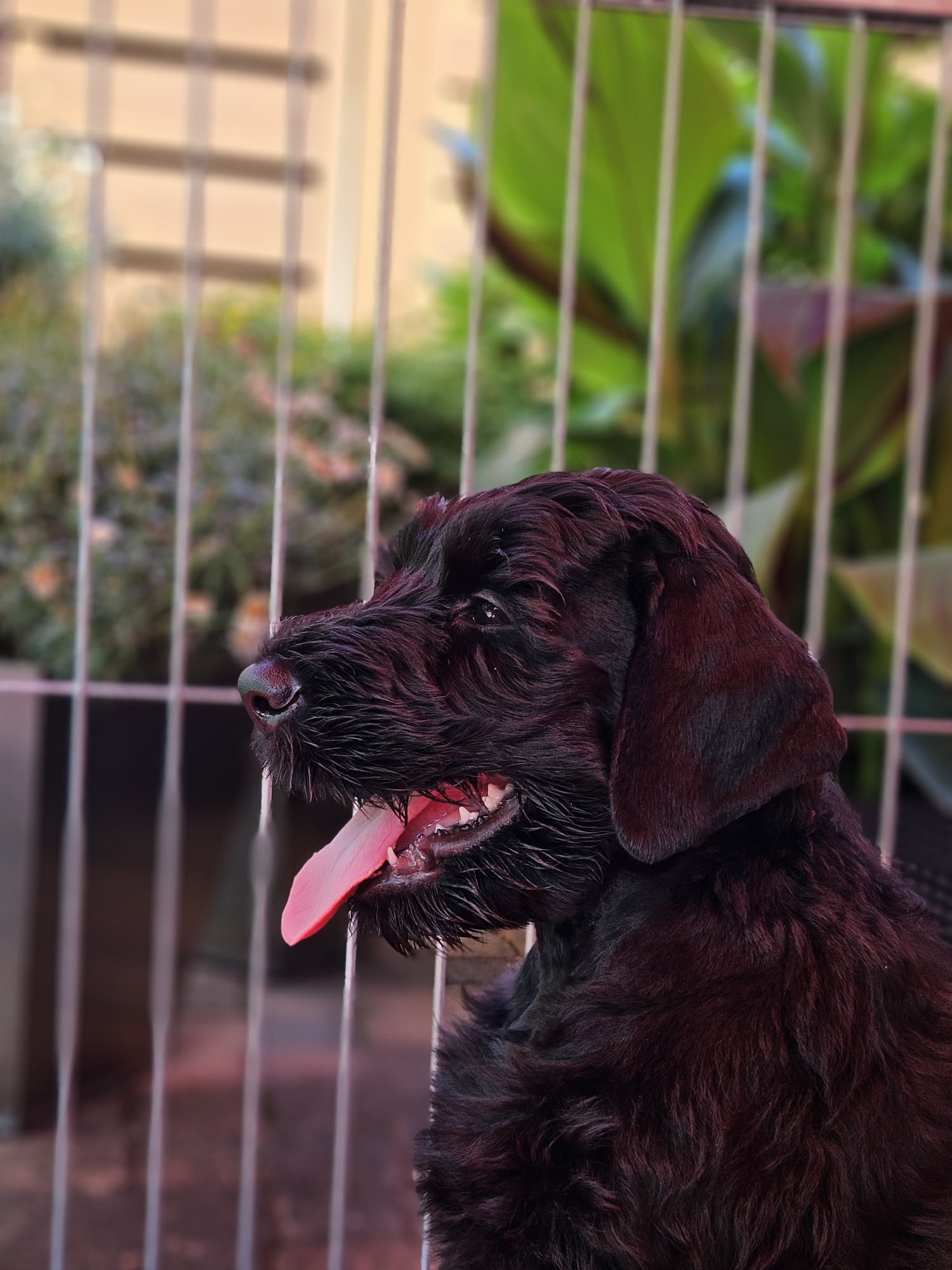 Gentilesco, Riesenschnauzer, Welpen