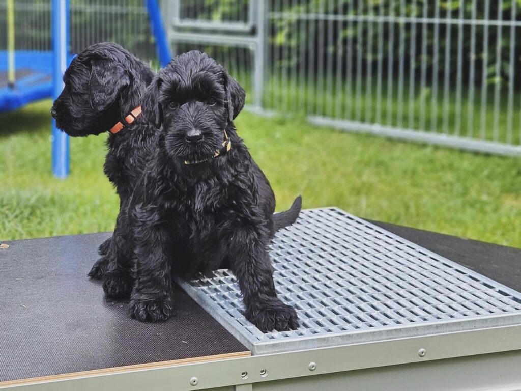 Riesenschnauzer, Gentilesco, Welpen