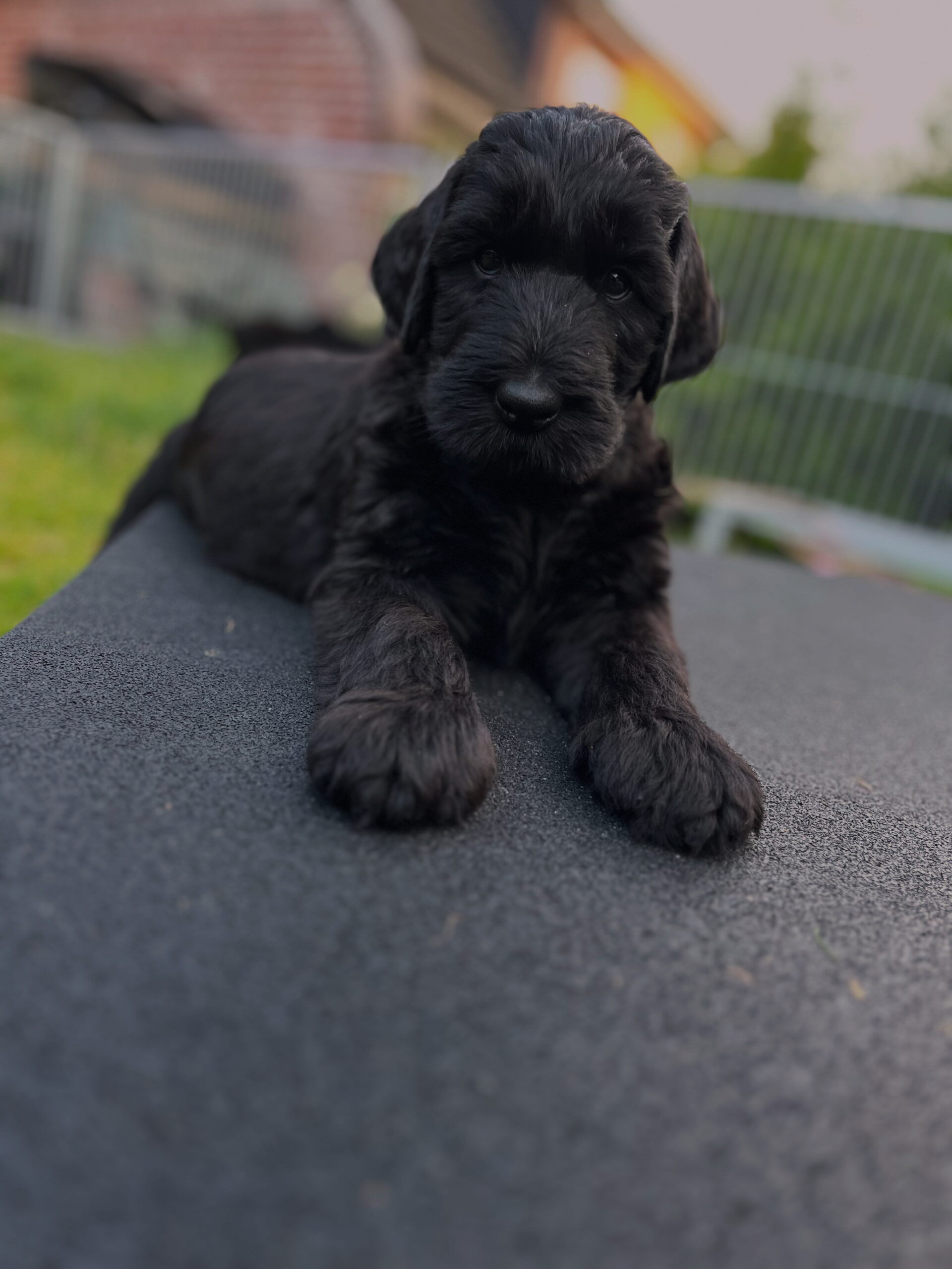 Riesenschnauzer, welpen, Puppy, Gentilesco