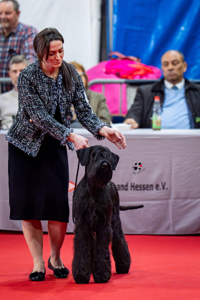 Riesenschnauzer, Gentilesco, Arizona Elaine
