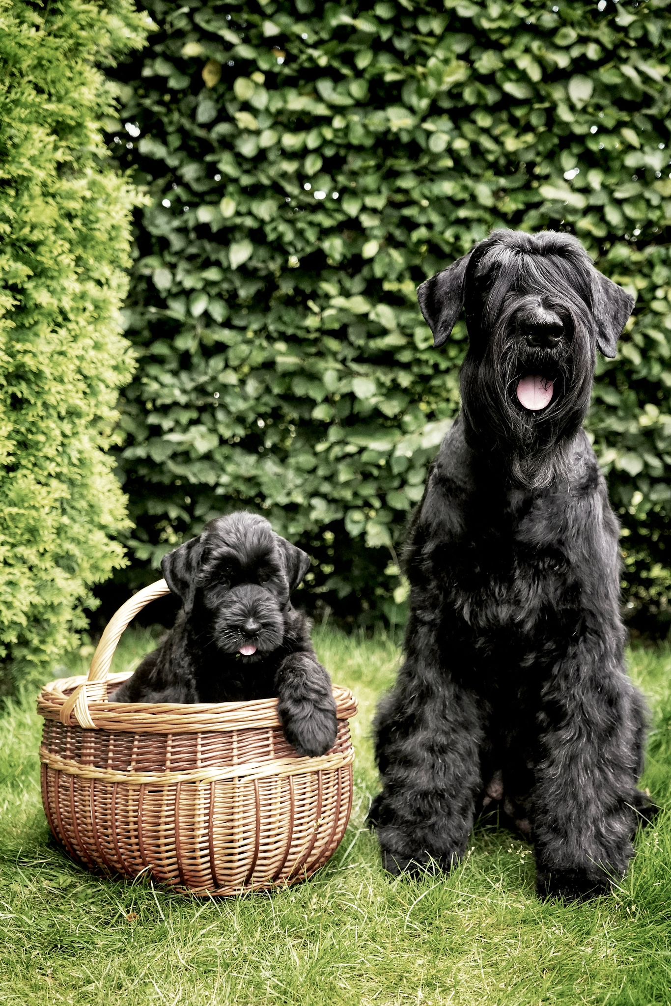 Riesenschnauzer, Gentilesco, Welpen,