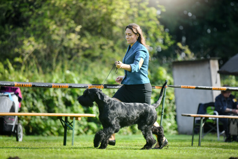 Gentilesco Arizona Elaine, Riesenschnauzer, Riesenschnauzer schwarz