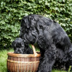 Gentilesco, Riesenschnauzer, A-Wurf